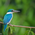 Collared Kingfisher-250414-103FRYAP-FYA00860-W.jpg