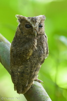 Collared Scops Owl-120727-100EOS1D-FY1X1059-W.jpg