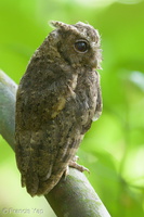 Collared Scops Owl-120727-100EOS1D-FY1X1133-W.jpg