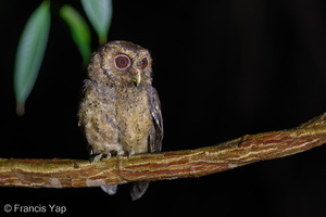 Collared Scops Owl-160726-102EOS1D-F1X24749-W.jpg