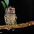 Collared Scops Owl-160726-102EOS1D-F1X24749-W.jpg