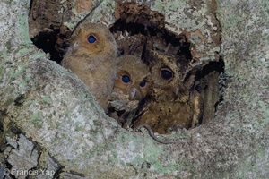 Collared Scops Owl-240508-227MSDCF-FYP08192-W.jpg