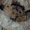 Collared Scops Owl-240508-227MSDCF-FYP08192-W.jpg