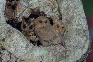 Collared Scops Owl-240509-228MSDCF-FYP00371-W.jpg
