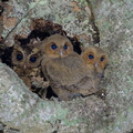 Collared Scops Owl-240509-228MSDCF-FYP00371-W.jpg