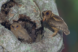 Collared Scops Owl-240509-228MSDCF-FYP00736-W.jpg