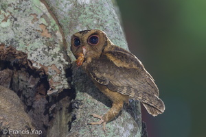 Collared Scops Owl-240509-228MSDCF-FYP00760-W.jpg