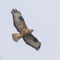 Common Buzzard-121108-103EOS1D-FY1X7068-W.jpg