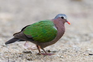 Common Emerald Dove-221214-160MSDCF-FYP04702-W.jpg