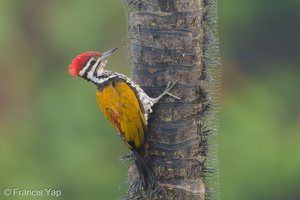 Common Flameback-181205-114ND500-FYP_2840-W.jpg