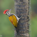 Common Flameback-181205-114ND500-FYP_2840-W.jpg