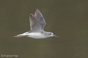 Common Greenshank-171024-105ND500-FYP_2066-W.jpg