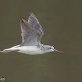 Common Greenshank-171024-105ND500-FYP_2066-W.jpg