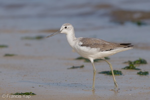 Common Greenshank-171210-106ND500-FYP_3287-W.jpg