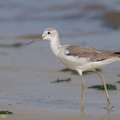 Common_Greenshank-171210-106ND500-FYP_3287-W.jpg