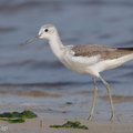 Common Greenshank-171210-106ND500-FYP_3365-W.jpg