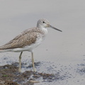 Common Greenshank-200321-113MSDCF-FYP03514-W.jpg
