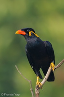 Common Hill Myna-120330-110EOS1D-FYAP2351-W.jpg