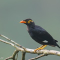 Common Hill Myna-250509-106FRYAP-FYA05171-W.jpg