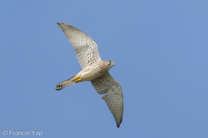 Common Kestrel-220116-136MSDCF-FRY03162-W.jpg