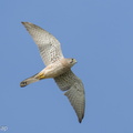 Common Kestrel-220116-136MSDCF-FRY03162-W.jpg