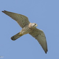 Common Kestrel-220116-136MSDCF-FRY03530-W.jpg