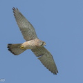 Common Kestrel-220116-136MSDCF-FRY04234-W.jpg