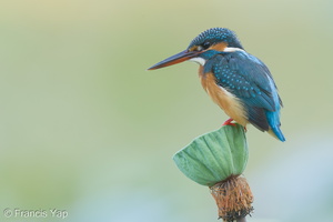 Common Kingfisher-160218-123EOS1D-FY1X5545-W.jpg