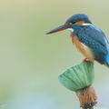 Common Kingfisher-160218-123EOS1D-FY1X5545-W.jpg