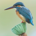 Common Kingfisher-160218-123EOS1D-FY1X5601-W.jpg