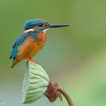 Common_Kingfisher-171219-106ND500-FYP_6643-W.jpg