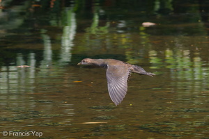 Common Moorhen-101119-104EOS7D-IMG_2653-W.jpg
