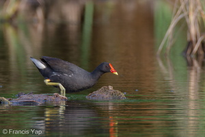 Common Moorhen-111029-108EOS7D-IMG_9101-W.jpg