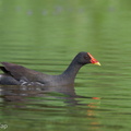 Common Moorhen-111029-108EOS7D-IMG_9212-W.jpg