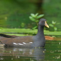 Common Moorhen-230212-166MSDCF-FYP07256-W.jpg