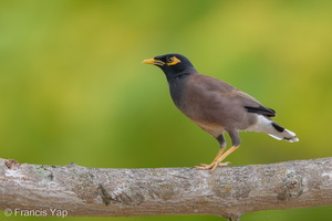 Common Myna-190811-119ND500-FYP_5769-W.jpg