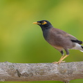 Common Myna-190811-119ND500-FYP_5769-W.jpg