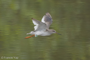 Common Redshank-171024-105ND500-FYP_2021-W.jpg