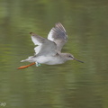 Common Redshank-171024-105ND500-FYP_2021-W.jpg