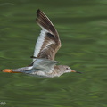 Common Redshank-200903-117MSDCF-FYP01261-W.jpg