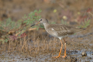 Common Redshank-220917-154MSDCF-FYP05807-W.jpg