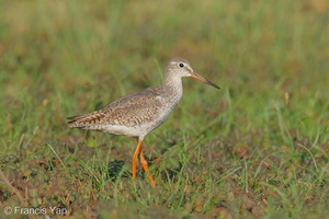 Common Redshank-250819-119FRYAP-FYA06641-W.jpg