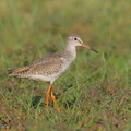 Common Redshank-250819-119FRYAP-FYA06641-W.jpg