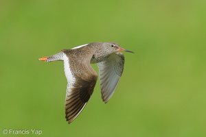 Common Redshank-250819-119FRYAP-FYA07474-W.jpg
