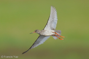 Common Redshank-250819-119FRYAP-FYA07624-W.jpg