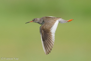 Common Redshank-250819-119FRYAP-FYA07644-W.jpg