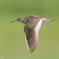 Common Redshank-250819-119FRYAP-FYA07644-W.jpg