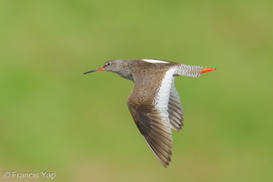 Common Redshank-250819-119FRYAP-FYA07694-W.jpg