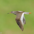 Common Redshank-250819-119FRYAP-FYA07694-W.jpg