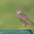 Common Sandpiper-220917-154MSDCF-FYP04451-W.jpg